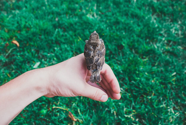 Un oiseau sur une main, Rétablissement CReHPsy